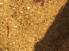 Liniparhomaloptera disparis