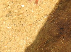 Liniparhomaloptera disparis