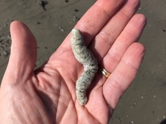 Pentamera pulcherrima