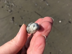 Pentamera pulcherrima