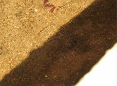 Liniparhomaloptera disparis