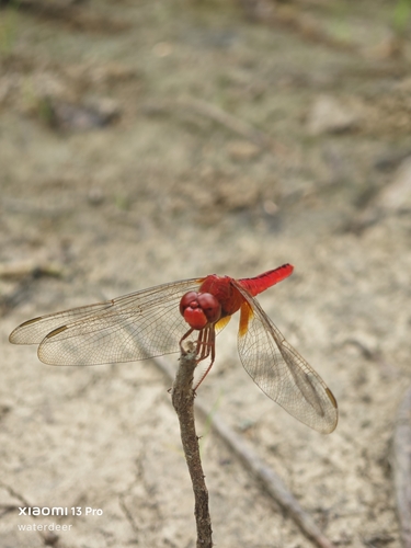 Scarlet Skimmer