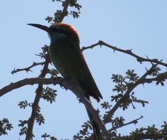 Merops cyanophrys