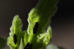 Oxycarenus luctuosus