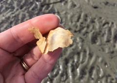 Caretta caretta