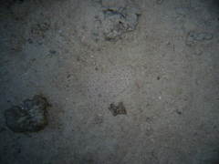 Pardachirus marmoratus