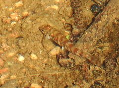 Liniparhomaloptera disparis