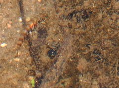 Liniparhomaloptera disparis