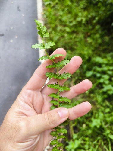 Наблюдение на iNaturalist