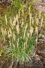 Plantago alpina