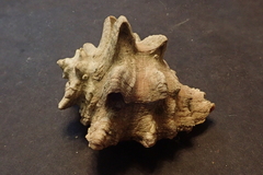 Neorapana tuberculata