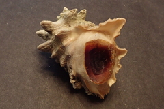 Neorapana tuberculata