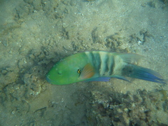 Cheilinus lunulatus