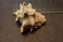 Neorapana tuberculata