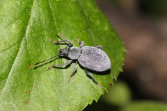 Otiorhynchus meridionalis