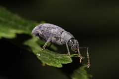 Otiorhynchus meridionalis