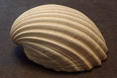 Trachycardium procerum