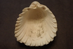 Trachycardium procerum