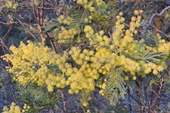 Acacia dealbata subalpina