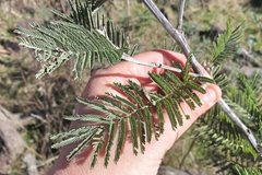 Acacia dealbata subalpina