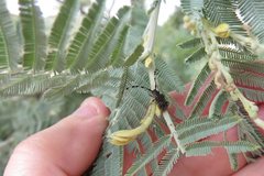 Acacia dealbata subalpina