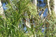 Acacia calamifolia