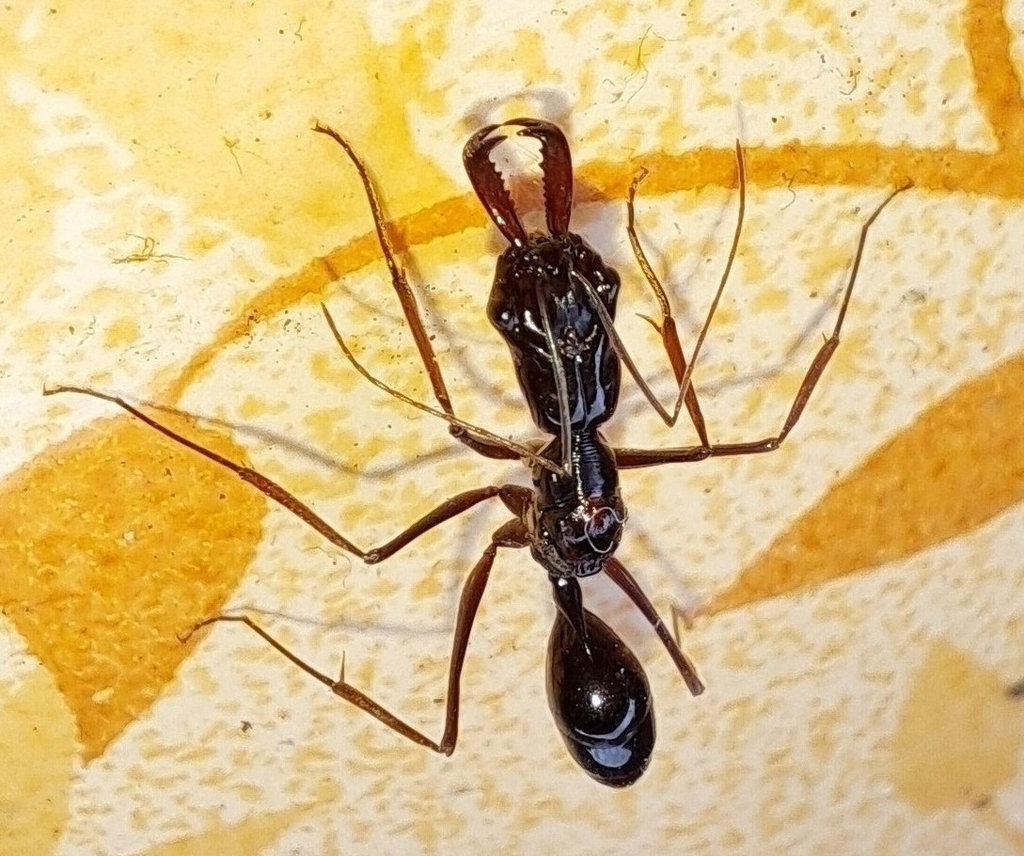 Odontomachus tyrannicus (Odontomachus tyrannicus)