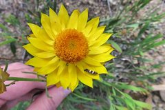 Xerochrysum viscosum