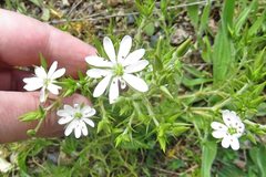 Stellaria pungens