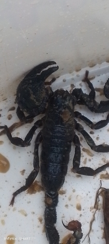Common Emperor Scorpion