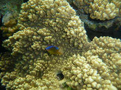 Chrysiptera brownriggii