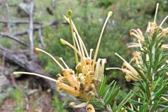 Grevillea juniperina