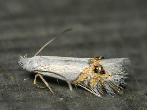Scotch Bent-wing