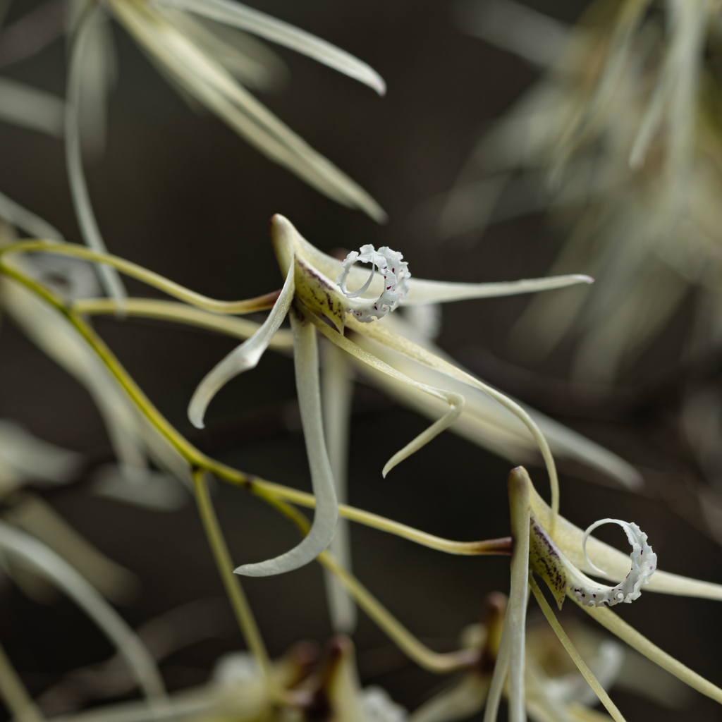 Dendrobium teretifolium