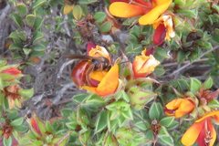 Pultenaea procumbens