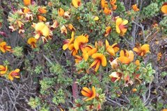 Pultenaea procumbens