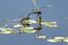 Potamogeton sulcatus