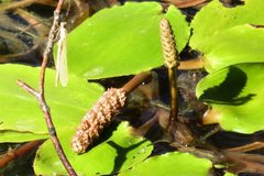Potamogeton sulcatus