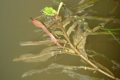 Potamogeton sulcatus