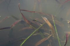 Vallisneria australis
