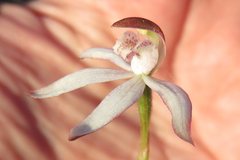 Caladenia gracilis