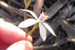 Caladenia gracilis