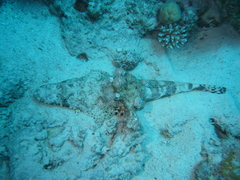 Papilloculiceps longiceps