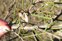 Hakea microcarpa