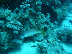 Lutjanus monostigma