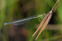 Pseudagrion spernatum
