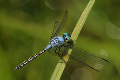 Trithemis stictica