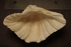 Hippopus hippopus