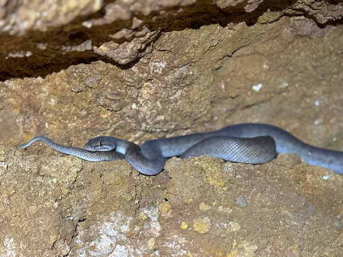 Children's Python