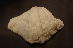 Hippopus hippopus